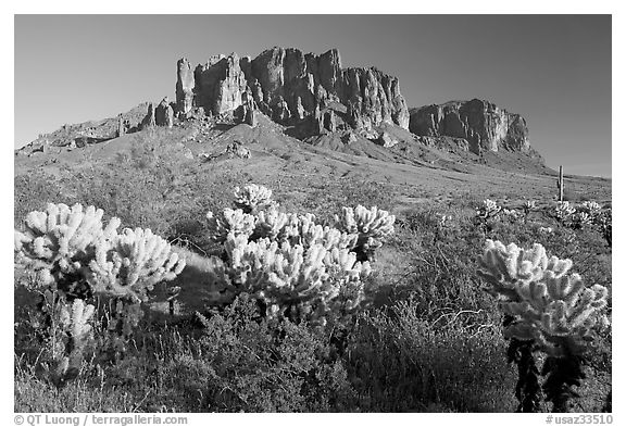Cholla cacti and Superstition Mountains, Lost Dutchman State Park, afternoon. Arizona, USA