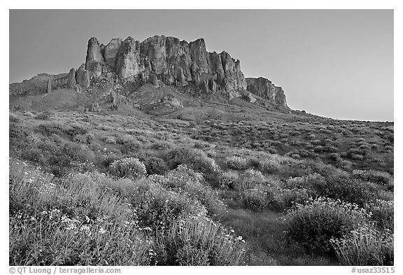 Craggy Superstition Mountains and brittlebush, Lost Dutchman State Park, dusk. Arizona, USA (black and white)
