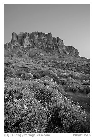 Superstition Mountains and brittlebush, Lost Dutchman State Park, dusk. Arizona, USA (black and white)