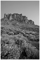 Superstition Mountains and brittlebush, Lost Dutchman State Park, dusk. Arizona, USA ( black and white)