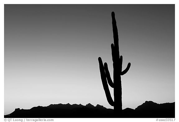 Multi-armed saguaro cactus, sunset, Lost Dutchman State Park. Arizona, USA (black and white)