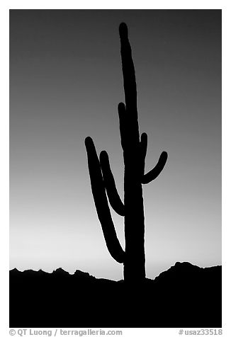 Saguaro cactus silhoueted at sunset, Lost Dutchman State Park. Arizona, USA
