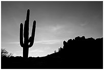Saguaro cactus and Superstition Mountains silhoueted at sunrise, Lost Dutchman State Park. Arizona, USA ( black and white)