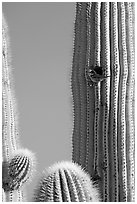 Cactus Wren nesting in a cavity of a saguaro cactus, Lost Dutchman State Park. Arizona, USA ( black and white)