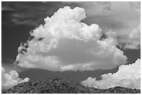 Cloud and ridge with saguaro cactus, Sonoran Desert National Monument. Arizona, USA (black and white)