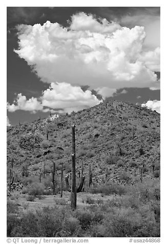 Saguaro cactus, hill, and clouds, Maricopa Mountains. Sonoran Desert National Monument, Arizona, USA (black and white)
