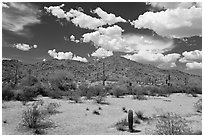 Desert landscape, Sonoran Desert National Monument. Arizona, USA (black and white)