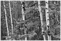 Aspens and conifers, Apache National Forest. Arizona, USA ( black and white)