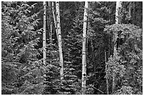 Mixed woodland with aspens and evergreens, Apache National Forest. Arizona, USA (black and white)