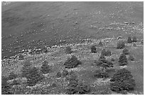 Pines on cinder slopes of crater at sunrise, Sunset Crater Volcano National Monument. Arizona, USA ( black and white)