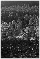 Cinder and forest, Sunset Crater Volcano National Monument. Arizona, USA ( black and white)