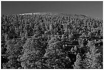 Pine trees on slopes of crater, Sunset Crater Volcano National Monument. Arizona, USA (black and white)