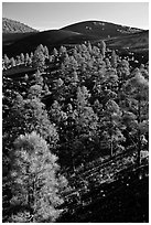 Pine trees growing on lava fields, Sunset Crater Volcano National Monument. Arizona, USA ( black and white)