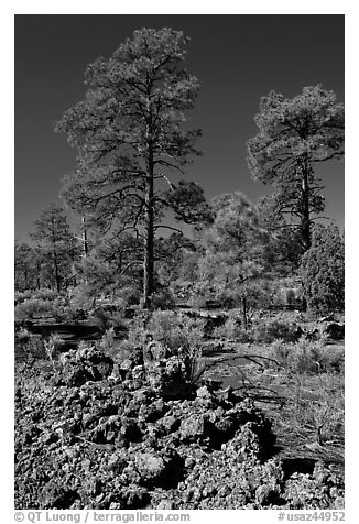 Hardened lava and pine trees, Coconino National Forest. Arizona, USA (black and white)