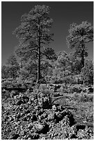 Hardened lava and pine trees, Coconino National Forest. Arizona, USA ( black and white)
