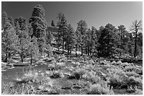 Cinder and pine trees, Coconino National Forest. Arizona, USA ( black and white)