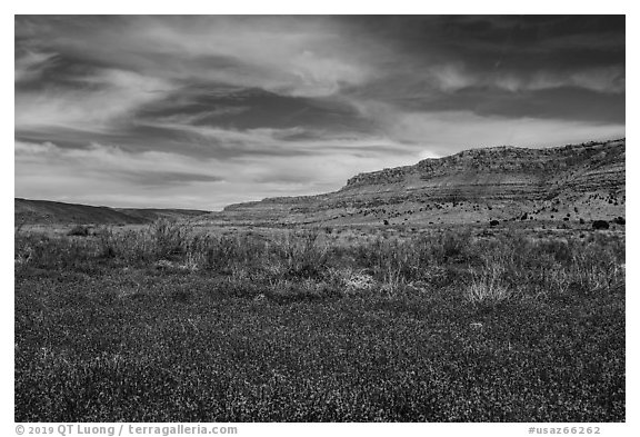 Flowers and Vermilion Cliffs. Vermilion Cliffs National Monument, Arizona, USA (black and white)