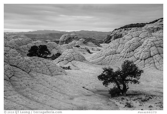 Trees on white crossbed sandstone layer, White Pocket. Vermilion Cliffs National Monument, Arizona, USA (black and white)