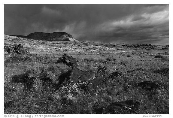 Steppe in spring with black volcanic rocks. Grand Canyon-Parashant National Monument, Arizona, USA (black and white)