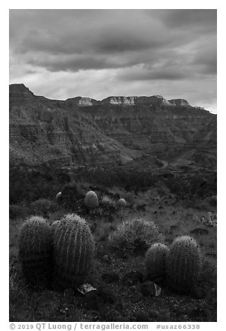 Barrel Cactus and last light on Grand Canyon rim. Grand Canyon-Parashant National Monument, Arizona, USA (black and white)