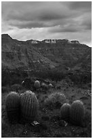 Barrel Cactus and last light on Grand Canyon rim. Grand Canyon-Parashant National Monument, Arizona, USA ( black and white)