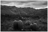 Barrel Cactus, Whitmore Wash. Grand Canyon-Parashant National Monument, Arizona, USA ( black and white)