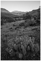 Cactus in bloom, sunrise on cliffs, Whitmore Wash. Grand Canyon-Parashant National Monument, Arizona, USA ( black and white)