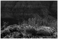Desert plans and Grand Canyon wall. Grand Canyon-Parashant National Monument, Arizona, USA ( black and white)