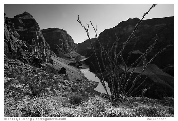 Ocotillo and Colorado River and Whitmore Wash. Grand Canyon-Parashant National Monument, Arizona, USA (black and white)