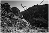 Ocotillo and Colorado River and Whitmore Wash. Grand Canyon-Parashant National Monument, Arizona, USA ( black and white)