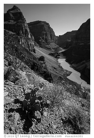 Cactus in bloom above Grand Canyon Whitmore Canyon Overlook. Grand Canyon-Parashant National Monument, Arizona, USA (black and white)
