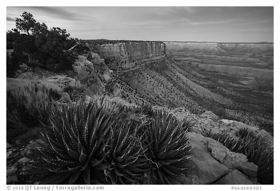 Succulents on Grand Canyon Rim at dusk. Grand Canyon-Parashant National Monument, Arizona, USA (black and white)