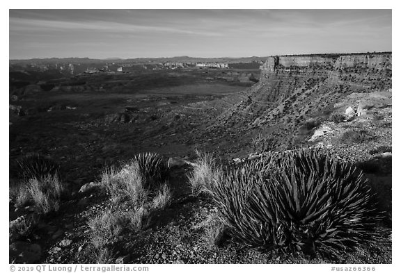 Grand Canyon Rim with succulents, Twin Point. Grand Canyon-Parashant National Monument, Arizona, USA (black and white)