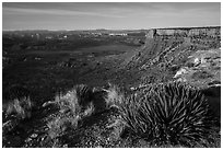 Grand Canyon Rim with succulents, Twin Point. Grand Canyon-Parashant National Monument, Arizona, USA ( black and white)