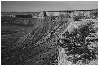 Grand Canyon Rim with tree, Twin Point. Grand Canyon-Parashant National Monument, Arizona, USA ( black and white)