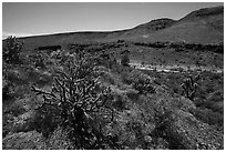 Cactus and Brittlebush, Grand Wash Area. Grand Canyon-Parashant National Monument, Arizona, USA ( black and white)