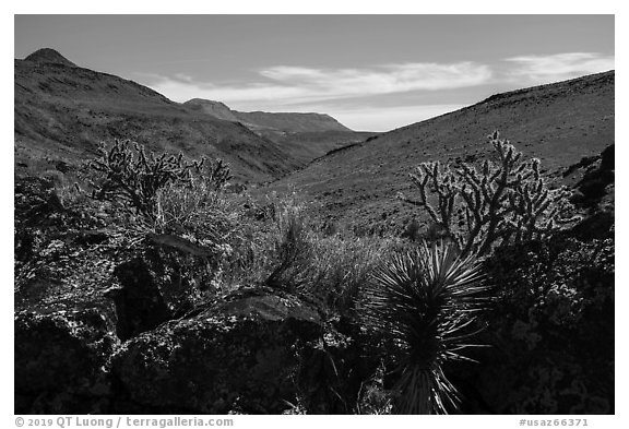 Cactus, Grand Wash Area. Grand Canyon-Parashant National Monument, Arizona, USA (black and white)