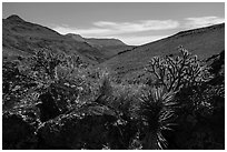 Cactus, Grand Wash Area. Grand Canyon-Parashant National Monument, Arizona, USA ( black and white)
