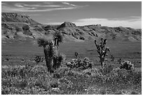 Steppe with Joshua Trees. Grand Canyon-Parashant National Monument, Arizona, USA ( black and white)