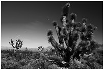 Joshua Trees and moon. Grand Canyon-Parashant National Monument, Arizona, USA ( black and white)