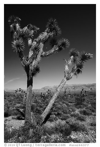 Joshua Tree with seed. Grand Canyon-Parashant National Monument, Arizona, USA (black and white)