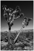 Joshua Tree with seed. Grand Canyon-Parashant National Monument, Arizona, USA ( black and white)