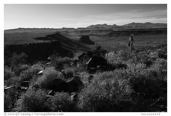 Brittlebush, Mojave Desert. Grand Canyon-Parashant National Monument, Arizona, USA (black and white)