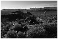Brittlebush, Mojave Desert. Grand Canyon-Parashant National Monument, Arizona, USA ( black and white)