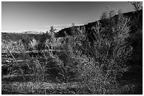 Pakoon Springs in the spring. Grand Canyon-Parashant National Monument, Arizona, USA ( black and white)