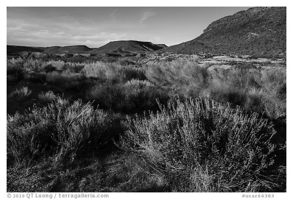 Desert near Pakoon Springs. Grand Canyon-Parashant National Monument, Arizona, USA (black and white)