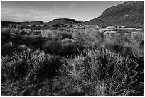Desert near Pakoon Springs. Grand Canyon-Parashant National Monument, Arizona, USA ( black and white)