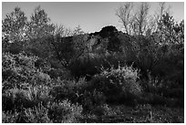 Riparian environment, Pakoon Springs. Grand Canyon-Parashant National Monument, Arizona, USA ( black and white)