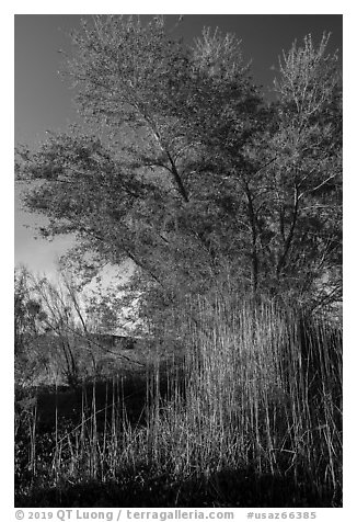 Wetland grasses and newly leafed tree. Grand Canyon-Parashant National Monument, Arizona, USA (black and white)