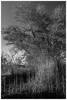 Wetland grasses and newly leafed tree. Grand Canyon-Parashant National Monument, Arizona, USA ( black and white)